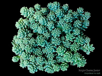 Sedum dasyphyllum