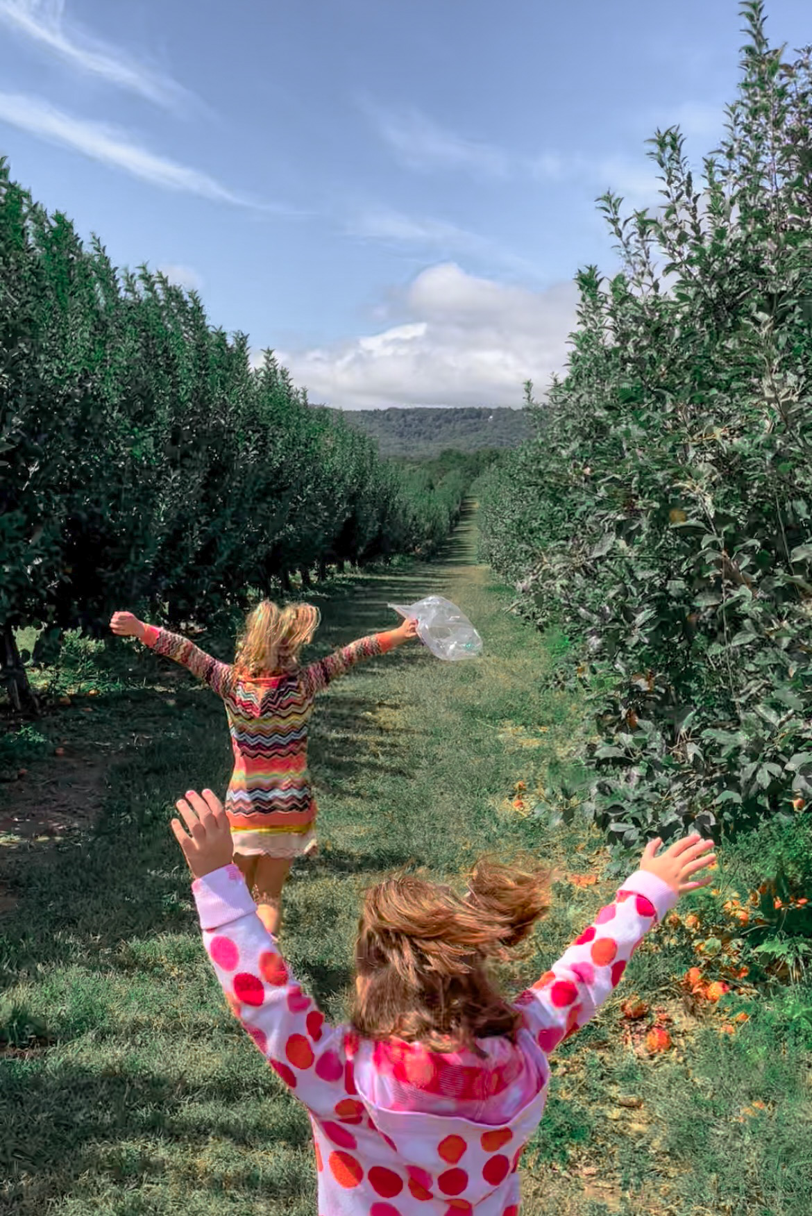 Apple Picking at Justus Orchard