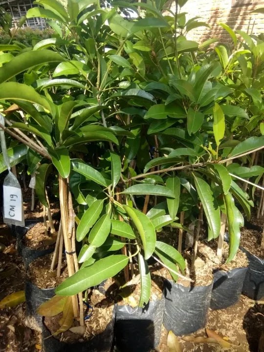bibit pohon sawo cm 19 kualitas super Sulawesi Utara