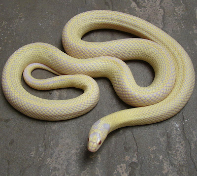 California King Snake. Albino Banana California King