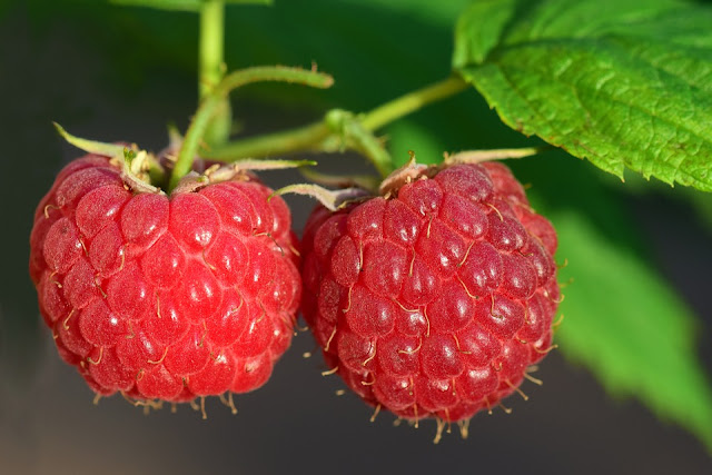 Buah raspberry sebagai pengganti untuk diet