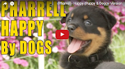 10 Ways to Tell If Your Dog Is Happy