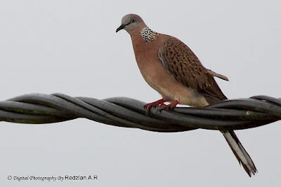 Spotted Dove (Streptopelia chinensis)