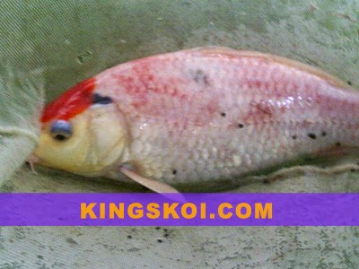 KINGsKOI Ikan  Sehat dan Ikan Sakit  INI TANDANYA 