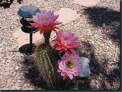 blog ideas 006