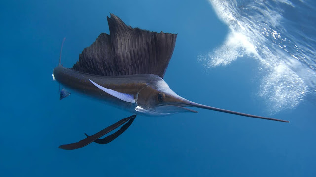 Pacific Sailfish HD Wallpaper