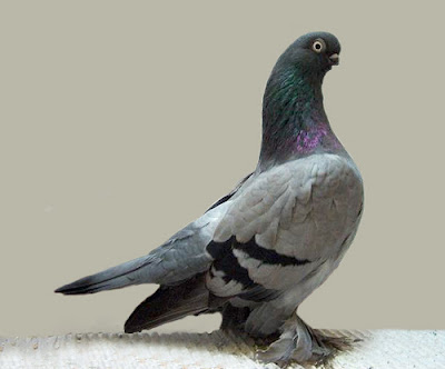 Berlin Short Faced Muffed Tumbler Pigeon