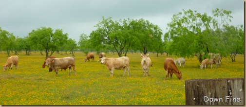 yellow flower farm_020