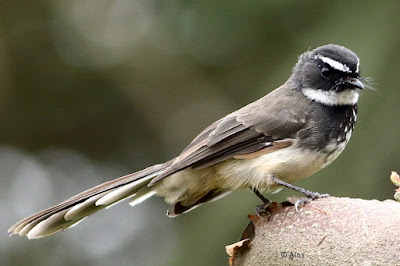 Spot-breasted Fantail