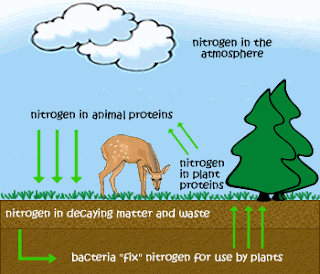 Jel@jah Biologi: Daur Nitrogen