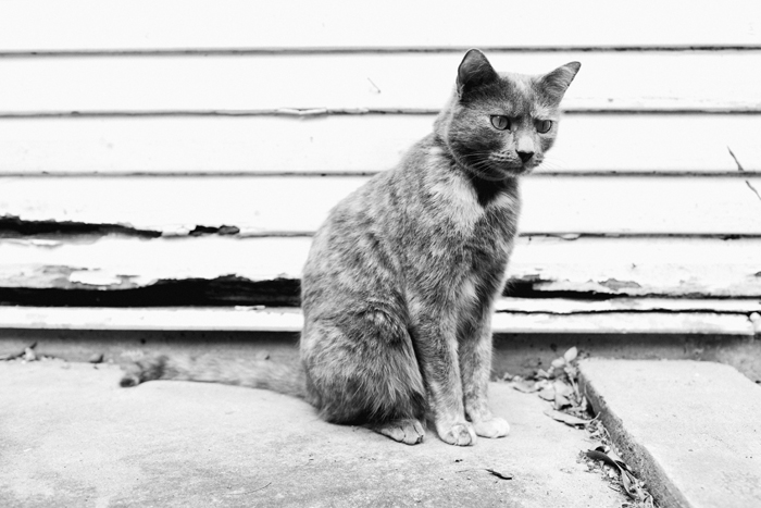 black and white photo of cat sitting