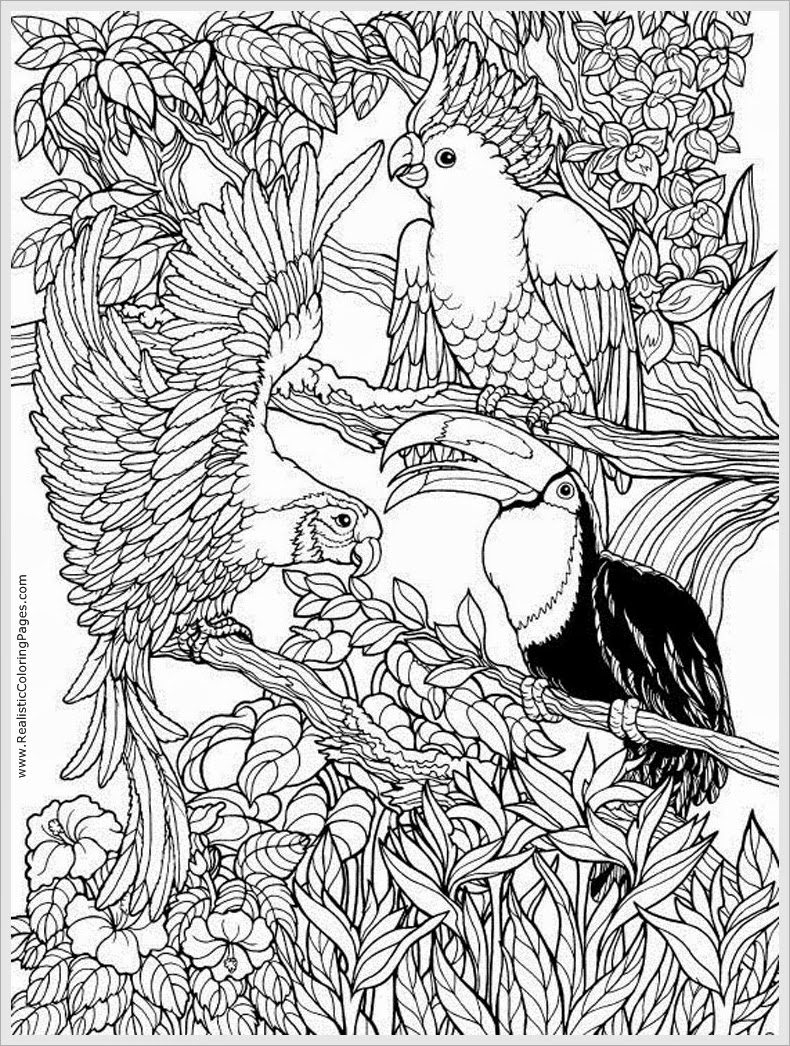 Parrots Bird Adult Free Coloring Pages