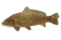 carpa (cyprinus carpio)