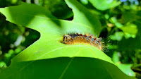 gypsy moth caterpillar on leaf