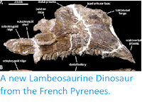 https://sciencythoughts.blogspot.com/2013/09/a-new-lambeosaurine-dinosaur-from.html