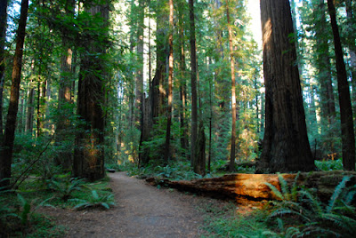 Mahan Plaque Loop Trail Avenue of the Giants California