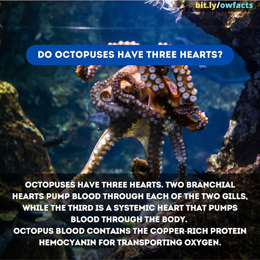 WTF Fun Facts: Do octopuses have three hearts?