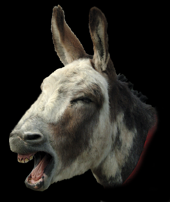 Donkey_blk