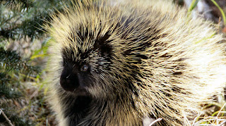 Porcupines Quills