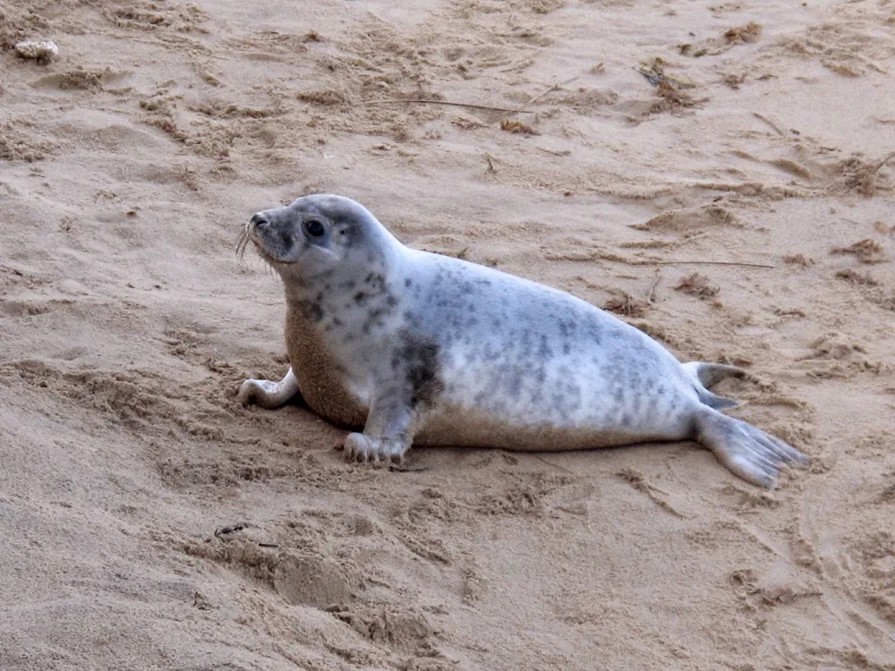 Winterton-on-Sea seals, Norfolk