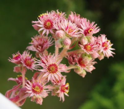 Sempervirum Red Chief