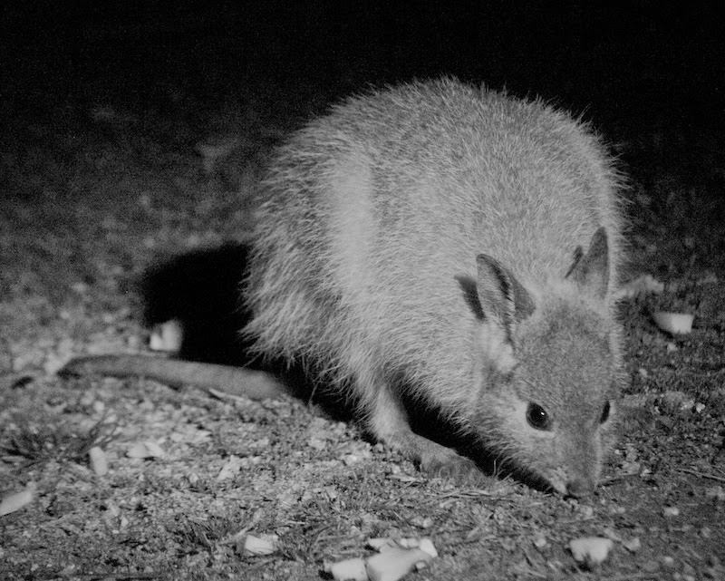 Rufous hare-wallaby (Lagorchestes hirsutus)