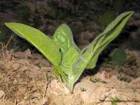 Nicotiana rustica