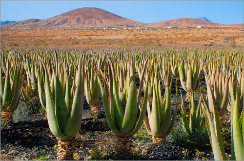 Perkebunan lidah buaya di Fuerteventura