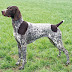 All Dogs Specialy German Shorthaired Images