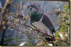 Kereru