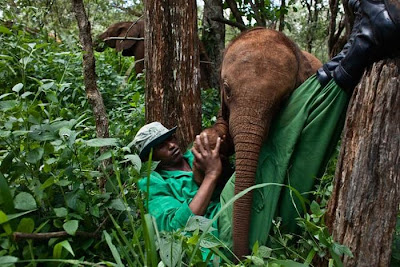 Kenya's Baby Elephant Orphanage Seen On www.coolpicturegallery.us