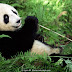 Keganasan di Balik Keimutan Panda
