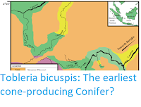 https://sciencythoughts.blogspot.com/2019/06/tobleria-bicuspis-earliest-cone.html