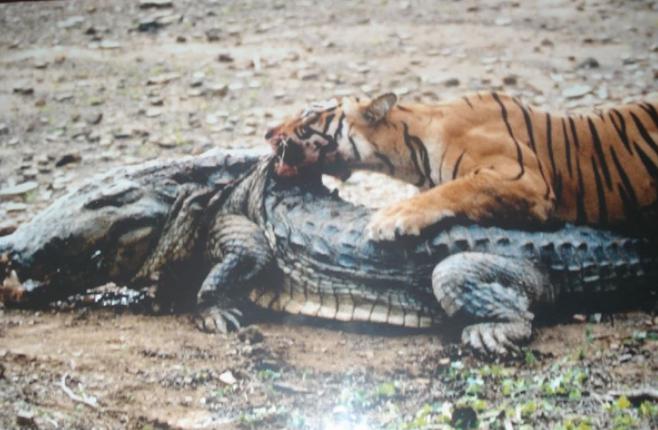 Tiger Images From Ranthambore