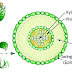 Jenis-jenis Jaringan Tumbuhan dan Fungsinya