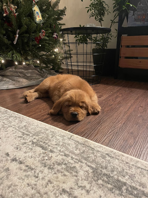 Miles sound asleep in front of the christmas tree.