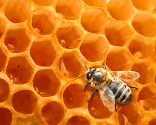 94% Bee on honeycomb Answers English, Portugues, Deutsch, Espanol Espana, French/Francais, Espanol Mexico, Italiano, Russian