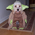 Yoda dog