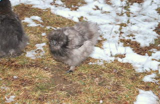 backyard chickens