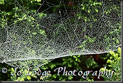 IMG_7950