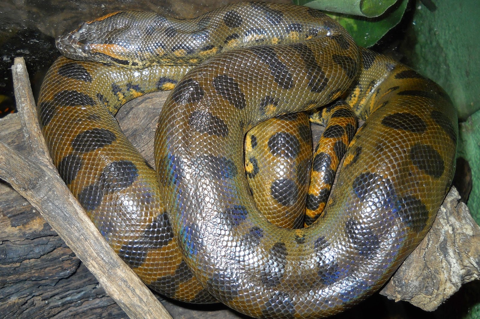  Gambar  10 Binatang  Ganas Sungai Amazon Anaconda Ular  Terbesar Dunia Hidup di Rebanas Rebanas