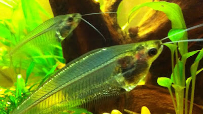 Keren! Ikan Transparan ini Ternyata berasal dari Indonesia