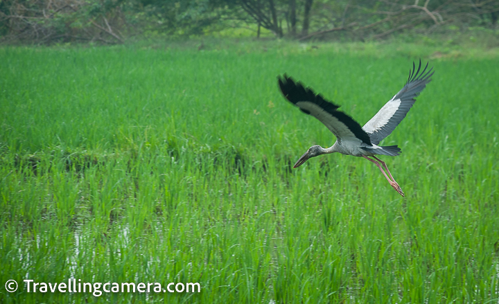 The Asian openbill is a resident bird species in India and can be found in wetlands, such as Pulicat Lake, throughout the country. In addition to the Asian openbill, Pulicat Lake is home to a wide variety of other bird species, both resident and migratory, making it a popular destination for birdwatchers and nature enthusiasts.