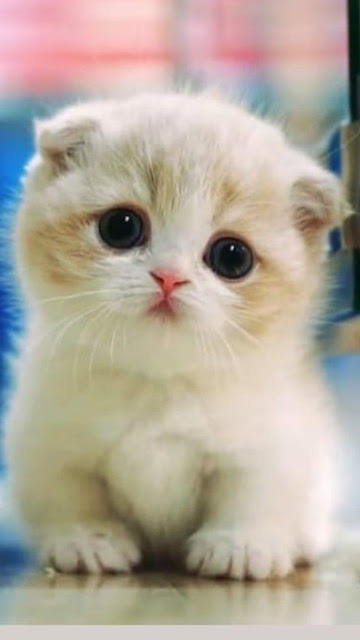 Cute Baby Cat Wallpaper.