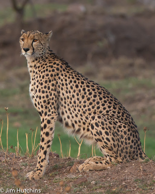 The Maasai Mara hosts a very unusual and possibly unique coalition five male cheetahs as featured recently on BBC’s seven worlds one planet