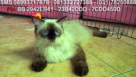 Mei 2014 ~ Jual Beli Kucing Harmony