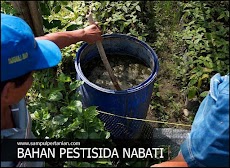 5 Jenis tumbuhan yang bisa dijadikan bahan Pestisida Nabati (PESNAB)