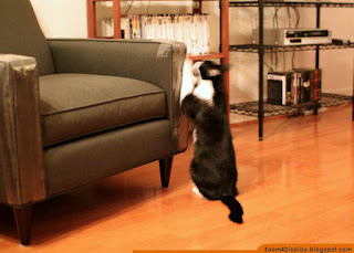 ways stop cats from scratching furniture