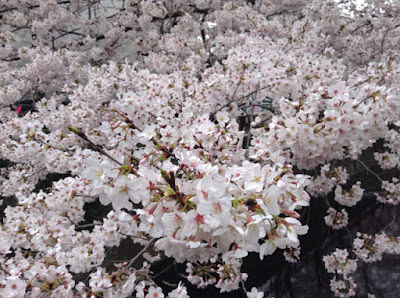 目黒川の桜