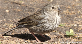 Paramo Pipit